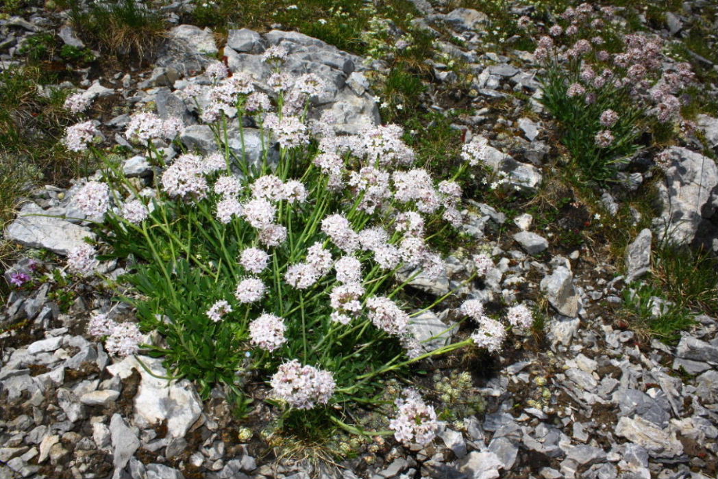 Valeriana saliunca / Valeriana saliunca